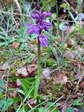Provence Orchid (Orchis olbiensis) - Castel de Cantobre G&icirc;tes, Aveyron, France