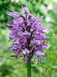 Monkey Orchid (Orchis simian) - Castel de Cantobre G&icirc;tes, Aveyron, France