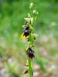 Fly Orchid (Ophrys insectifera) - Castel de Cantobre G&icirc;tes, Aveyron, France