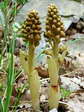 Bird&rsquo;s Nest Orchid (Neottia nidus-avis) - Castel de Cantobre G&icirc;tes, Aveyron, France