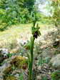 Fly Orchid found only on the causse (Ophrys insectifera aymoninii) - Castel de Cantobre G&icirc;tes, Aveyron, France