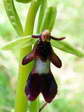 Fly Orchid (Ophrys insectifera) - Castel de Cantobre G&icirc;tes, Aveyron, France