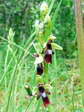 Fly Orchid (Ophrys insectifera) - Castel de Cantobre G&icirc;tes, Aveyron, France