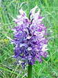 Monkey Orchid (Orchis simian) - Castel de Cantobre G&icirc;tes, Aveyron, France