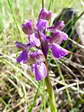 Green-winged or Green Veined Orchid (Anacamptis morio) - Castel de Cantobre G&icirc;tes, Aveyron, France