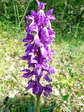 Early Purple Orchid (Orchis mascula) - Castel de Cantobre G&icirc;tes, Aveyron, France