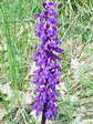 Early Purple Orchid (Orchis mascula) - Castel de Cantobre G&icirc;tes, Aveyron, France