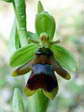 Fly Orchid found only on the causse (Ophrys insectifera aymoninii) - Castel de Cantobre G&icirc;tes, Aveyron, France