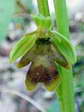 Fly Orchid found only on the causse (Ophrys insectifera aymoninii) - Castel de Cantobre G&icirc;tes, Aveyron, France