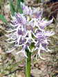 Monkey Orchid (Orchis simian) - Castel de Cantobre G&icirc;tes, Aveyron, France