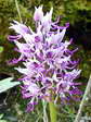 Monkey Orchid (Orchis simian) - Castel de Cantobre G&icirc;tes, Aveyron, France