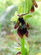 Fly Orchid (Ophrys insectifera) - Castel de Cantobre G&icirc;tes, Aveyron, France