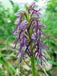 Man Orchid hybrid with Monkey Orchid (Orchis anthropophora x Orchis simian) - Castel de Cantobre G&icirc;tes, Aveyron, France