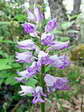 Military Orchid (Orchis militaris) - Castel de Cantobre G&icirc;tes, Aveyron, France