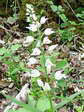 Sword-leaved or Narrow-leaved Helleborine (Cephalanthera longifolia) - Castel de Cantobre G&icirc;tes, Aveyron, France