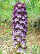 Lady Orchid (Orchis purpurea) - Castel de Cantobre G&icirc;tes, Aveyron, France