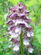 Lady Orchid (Orchis purpurea) - Castel de Cantobre G&icirc;tes, Aveyron, France