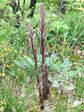 Violet Limodore or Violet Bird&rsquo;s Nest Orchid (Limodorum abortivum) - Castel de Cantobre G&icirc;tes, Aveyron, France