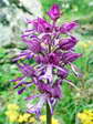 Military Orchid hybrid with Monkey Orchid (Orchis militaris x Orchis simian) - Castel de Cantobre G&icirc;tes, Aveyron, France