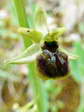 Early Spider Orchid (Ophrys sphegodes) - Castel de Cantobre G&icirc;tes, Aveyron, France