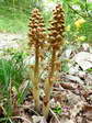 Bird&rsquo;s Nest Orchid (Neottia nidus-avis) - Castel de Cantobre G&icirc;tes, Aveyron, France