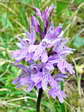 Common spotted-Orchid (Dactylorhiza fuchsii) - Castel de Cantobre G&icirc;tes, Aveyron, France