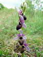 Aveyron Bee Orchid (Ophrys aveyronensis) - Castel de Cantobre G&icirc;tes, Aveyron, France