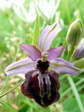 Aveyron Bee Orchid (Ophrys aveyronensis) - Castel de Cantobre G&icirc;tes, Aveyron, France