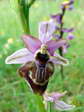 Woodcock Orchid (Ophrys scolopax) - Castel de Cantobre G&icirc;tes, Aveyron, France