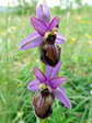 Aveyron Bee Orchid (Ophrys aveyronensis) - Castel de Cantobre G&icirc;tes, Aveyron, France