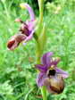 Aveyron Bee Orchid (Ophrys aveyronensis) - Castel de Cantobre G&icirc;tes, Aveyron, France