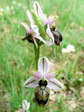 Woodcock Orchid (Ophrys scolopax) - Castel de Cantobre G&icirc;tes, Aveyron, France