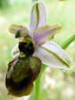 Woodcock Orchid (Ophrys scolopax) - Castel de Cantobre G&icirc;tes, Aveyron, France