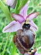 Aveyron Bee Orchid (Ophrys aveyronensis) - Castel de Cantobre G&icirc;tes, Aveyron, France