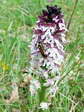 Burnt-tip Orchid (Neotinea ustulata) - Castel de Cantobre G&icirc;tes, Aveyron, France