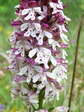 Burnt-tip Orchid (Neotinea ustulata) - Castel de Cantobre G&icirc;tes, Aveyron, France