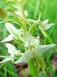 Greater butterfly orchid (Platanthera chlorantha) - Castel de Cantobre G&icirc;tes, Aveyron, France