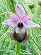 Aveyron Bee Orchid (Ophrys aveyronensis) - Castel de Cantobre G&icirc;tes, Aveyron, France