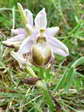 Aveyron Bee Orchid (Ophrys aveyronensis) - Castel de Cantobre G&icirc;tes, Aveyron, France