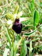 Early Spider Orchid (Ophrys sphegodes) - Castel de Cantobre G&icirc;tes, Aveyron, France
