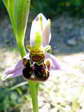 Bee Orchid (Ophrys Apifera) - Castel de Cantobre G&icirc;tes, Aveyron, France
