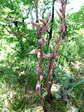 Violet Limodore or Violet Bird&rsquo;s Nest Orchid (Limodorum abortivum) - Castel de Cantobre G&icirc;tes, Aveyron, France