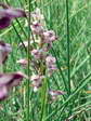 Fragrant bug orchid (Anacamptis coriophora subsp. fragrans) - Castel de Cantobre G&icirc;tes, Aveyron, France