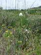 Pyramidal orchid albino variety (Anacamptis pyramidalis var. alba) - Castel de Cantobre G&icirc;tes, Aveyron, France