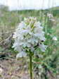 Pyramidal orchid albino variety (Anacamptis pyramidalis var. alba) - Castel de Cantobre G&icirc;tes, Aveyron, France