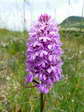 Pyramidal Orchid (Anacamptis pyramidalis) - Castel de Cantobre G&icirc;tes, Aveyron, France