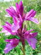 Pink butterfly orchid (Anacamptis papilionacea) - Castel de Cantobre G&icirc;tes, Aveyron, France
