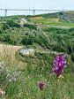 Pink butterfly orchid (Anacamptis papilionacea) - Castel de Cantobre G&icirc;tes, Aveyron, France