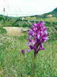 Pink butterfly orchid (Anacamptis papilionacea) - Castel de Cantobre G&icirc;tes, Aveyron, France