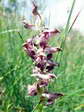 Fragrant bug orchid (Anacamptis coriophora subsp. fragrans) - Castel de Cantobre G&icirc;tes, Aveyron, France